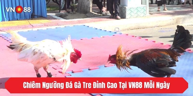 Chiêm Ngưỡng Đá Gà Tre Đỉnh Cao Tại VN88 Mỗi Ngày