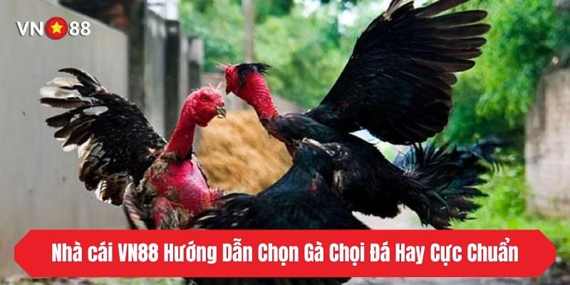 Nhà Cái VN88 Hướng Dẫn Chọn Gà Chọi Đá Hay Cực Chuẩn